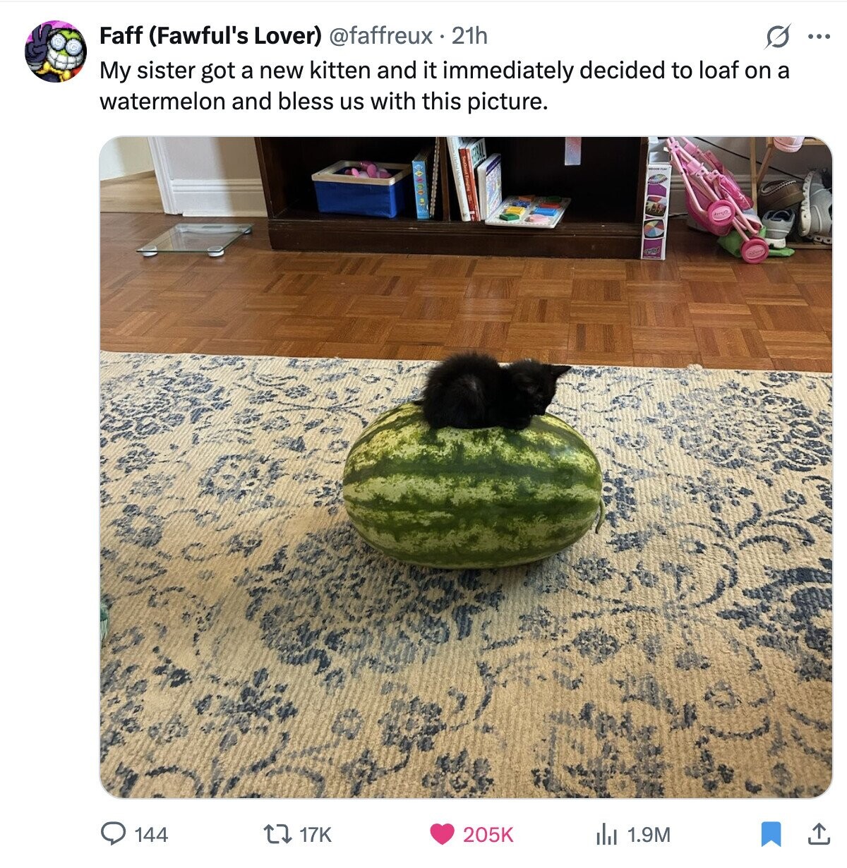 Faff (Fawful's Lover) @faffreux 21h ... My sister got a new kitten and it immediately decided to loaf on a watermelon and bless us with this picture. 1.9M 144 17K 205K