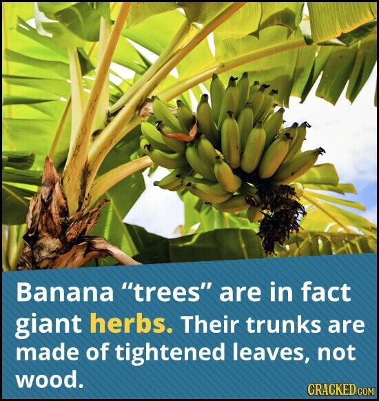 Banana trees are in fact giant herbs. Their trunks are made of tightened leaves, not wood. CRACKED COM