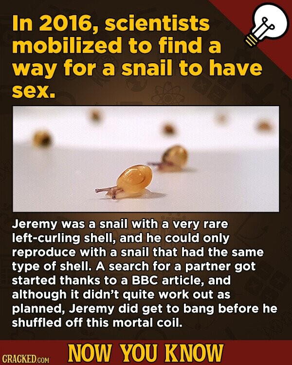 In 2016, scientists mobilized to find a way for a snail to have sex. Jeremy was a snail with a very rare left-curling shell, and he could only reprodu