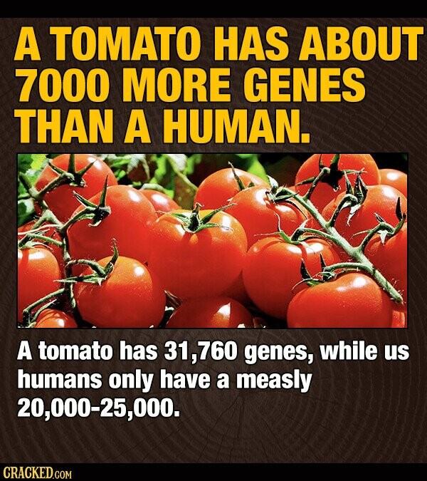 A TOMATO HAS ABOUT 7000 MORE GENES THAN A HUMAN. A tomato has 31,760 genes, while us humans only have a measly 20,000-25,000. CRACKED.COM