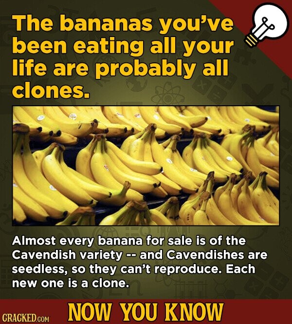 The bananas you've been eating all your life are probably all clones. Almost every banana for sale is of the Cavendish variety - and Cavendishes are s