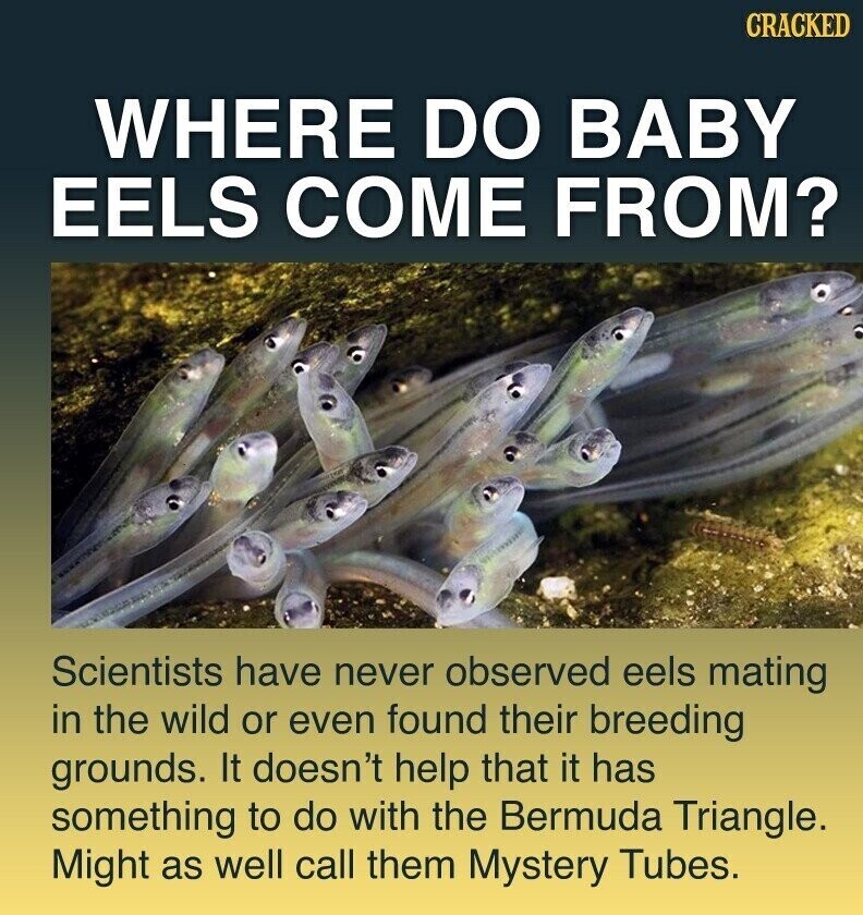 CRACKED WHERE DO BABY EELS COME FROM? Scientists have never observed eels mating in the wild or even found their breeding grounds. It doesn't help that it has something to do with the Bermuda Triangle. Might as well call them Mystery Tubes.