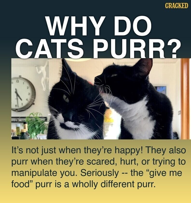 CRACKED WHY DO CATS PURR? It's not just when they're happy! They also purr when they're scared, hurt, or trying to manipulate you. Seriously - the give me food purr is a wholly different purr.