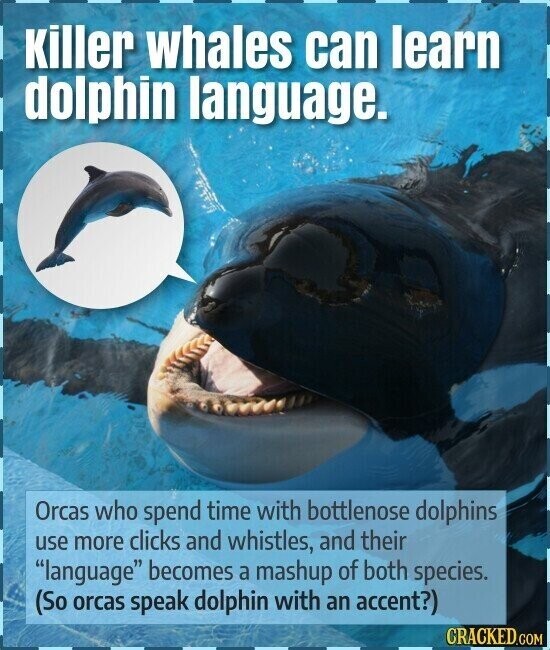 Killer whales can learn dolphin language. Orcas who spend time with bottlenose dolphins use more clicks and whistles, and their language becomes a mashup of both species. (So orcas speak dolphin with an accent?) CRACKED.COM