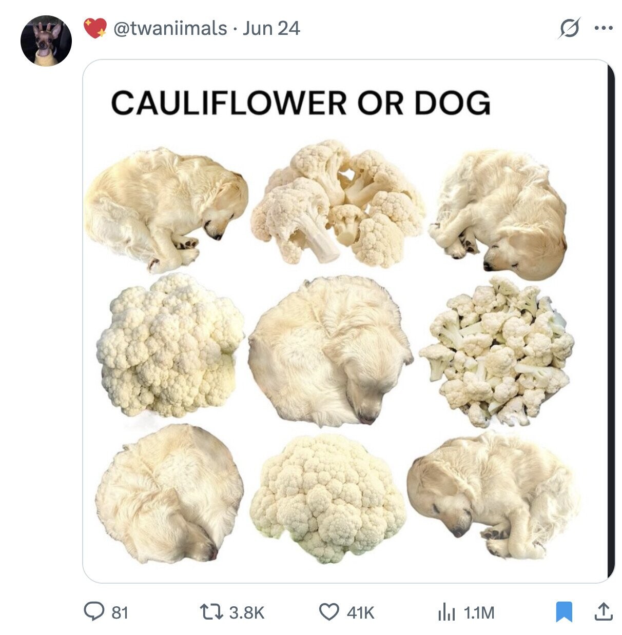 @twaniimals Jun 24 O ... CAULIFLOWER OR DOG 81 3.8K 41K del 1.1M