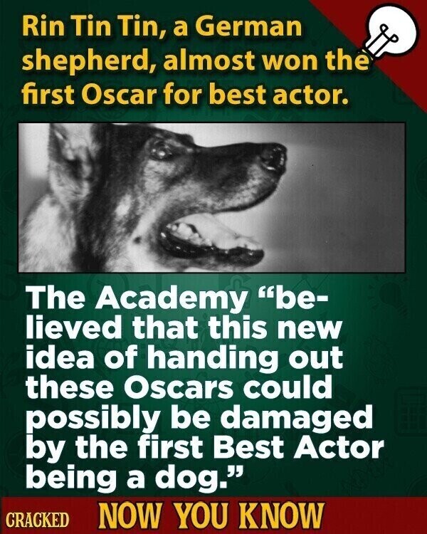 Rin Tin Tin, a German shepherd, almost won the first Oscar for best actor. The Academy be- lieved that this new idea of handing out these Oscars could possibly be damaged by the first Best Actor being a dog. CRACKED NOW YOU KNOW