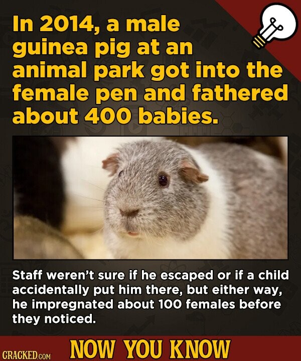 In 2014, a male guinea pig at an animal park got into the female pen and fathered about 400 babies. Staff weren't sure if he escaped or if a child acc
