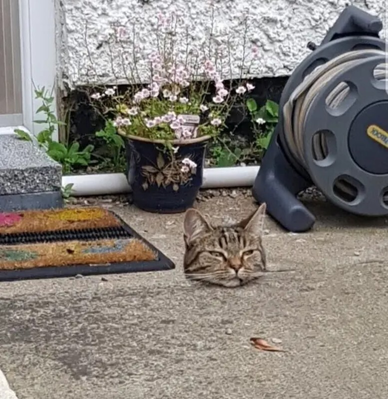 Tricky Pics That Aren't as They Appear at First Glance