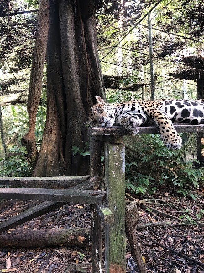 Photos Showing Carnival Isn't Brazil's Only Parade