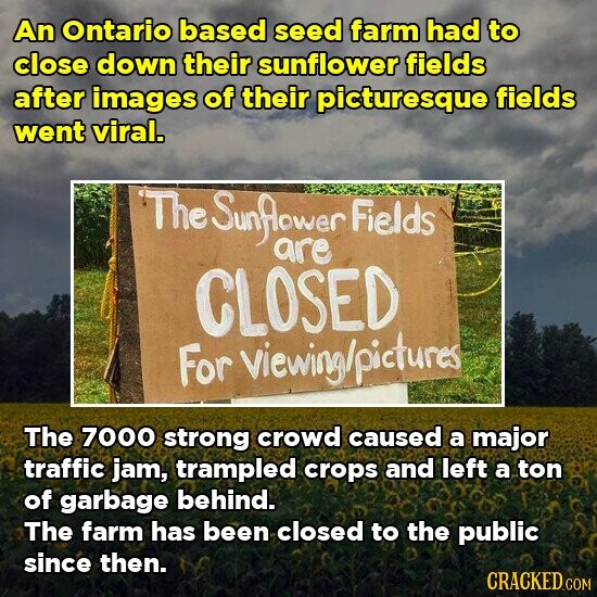 An Ontario based seed farm had to close down their sunflower fields after images of their picturesque fields went viral. The Sunflower Fields are CLOSED For viewing/pictures The 7000 strong crowd caused a major traffic jam, trampled crops and left a ton of garbage behind. The farm has been closed to the public since then. CRACKED.COM