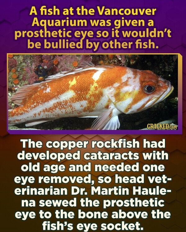 A fish at the Vancouver Aquarium was given a prosthetic eye so it wouldn't be bullied by other fish. CRACKED COM The copper rockfish had developed cataracts with old age and needed one eye removed, so head vet- erinarian Dr. Martin Haule- na sewed the prosthetic eye to the bone above the fish's eye socket.