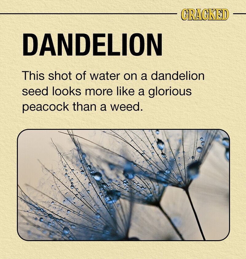 CRACKED DANDELION This shot of water on a dandelion seed looks more like a glorious peacock than a weed.