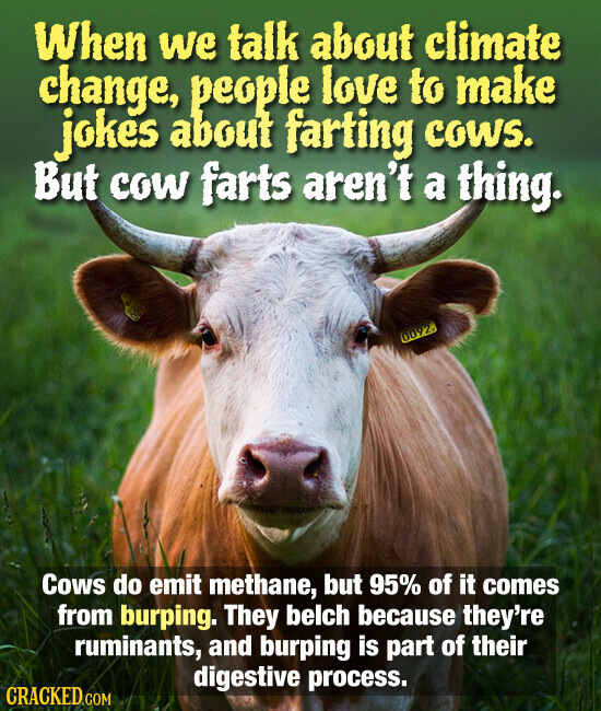 When we talk about climate change, people love to make jokes about farting cows. But cow farts aren't a thing. 0092 Cows do emit methane, but 95% of it comes from burping. They belch because they're ruminants, and burping is part of their digestive process. CRACKED COM