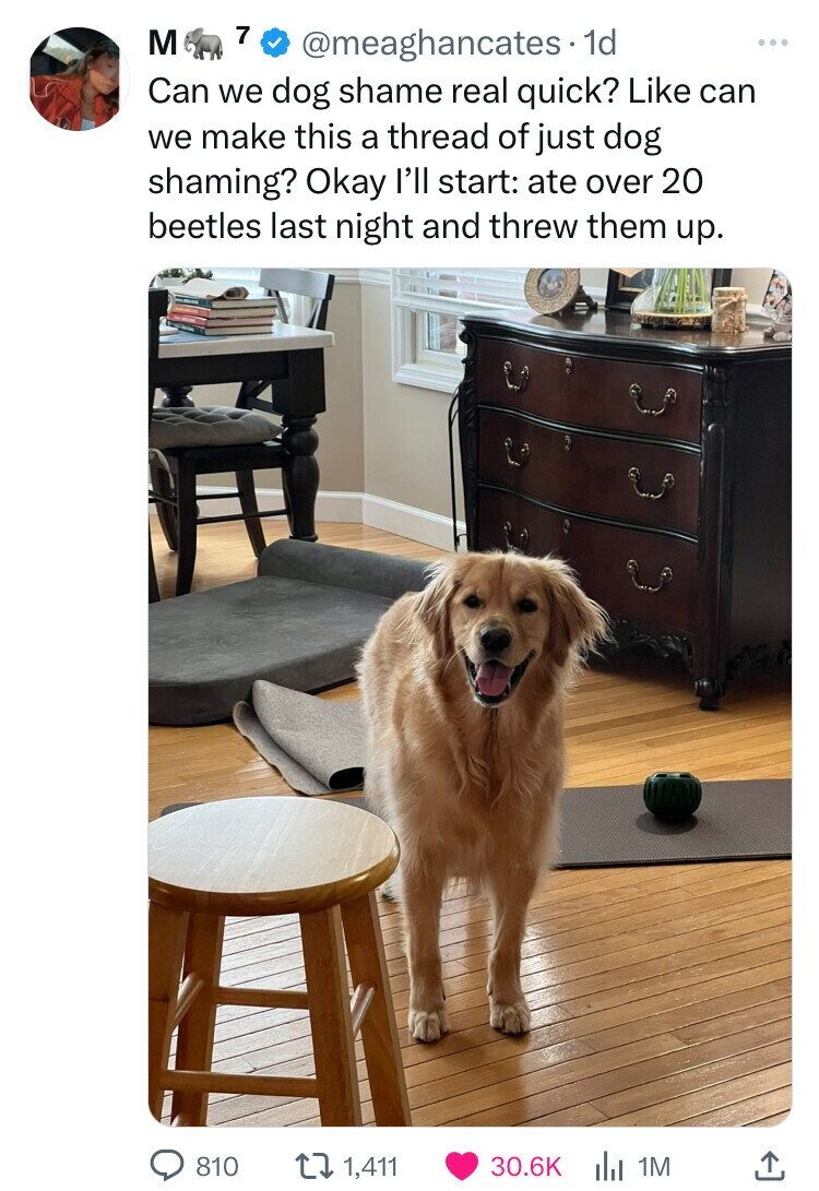 7 M @meaghancates 1d ... Can we dog shame real quick? Like can we make this a thread of just dog shaming? Okay l'll start: ate over 20 beetles last night and threw them up. 810 1,411 30.6K 1M 