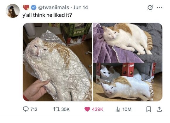 @twaniimals Jun 14 ... y'all think he liked it? MELON MUSK MARI 712 35K 439K del 10M