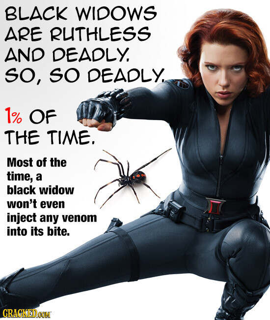BLACK WIDOWS ARE RUTHLESS AND DEADLY. SO, SO DEADLY. 1% OF THE TIME. Most of the time, a black widow won't even inject any venom into its bite. CRACKED.COM