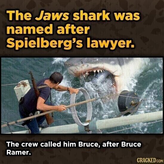 The Jaws shark was named after Spielberg's lawyer. The crew called him Bruce, after Bruce Ramer. CRACKED.COM