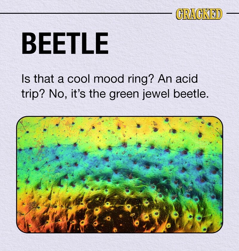 CRACKED BEETLE Is that a cool mood ring? An acid trip? No, it's the green jewel beetle.