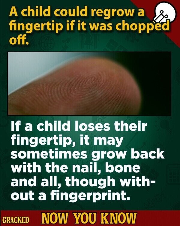 A child could regrow a fingertip if it was chopped off. If a child loses their fingertip, it may sometimes grow back with the nail, bone and all, though with- out a fingerprint. CRACKED NOW YOU KNOW