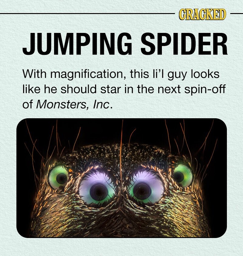 CRACKED JUMPING SPIDER With magnification, this li'l guy looks like he should star in the next spin-off of Monsters, Inc.