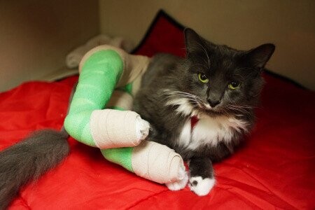 Lost Pets That Moved Heaven & Earth To Get Home