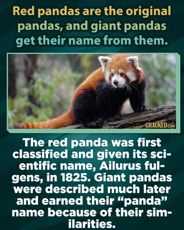 Red pandas are the original pandas, and giant pandas get their name from them. GRACKED.COM The red panda was first classified and given its sci- entific name, Ailurus ful- gens, in 1825. Giant pandas were described much later and earned their panda name because of their sim- ilarities.