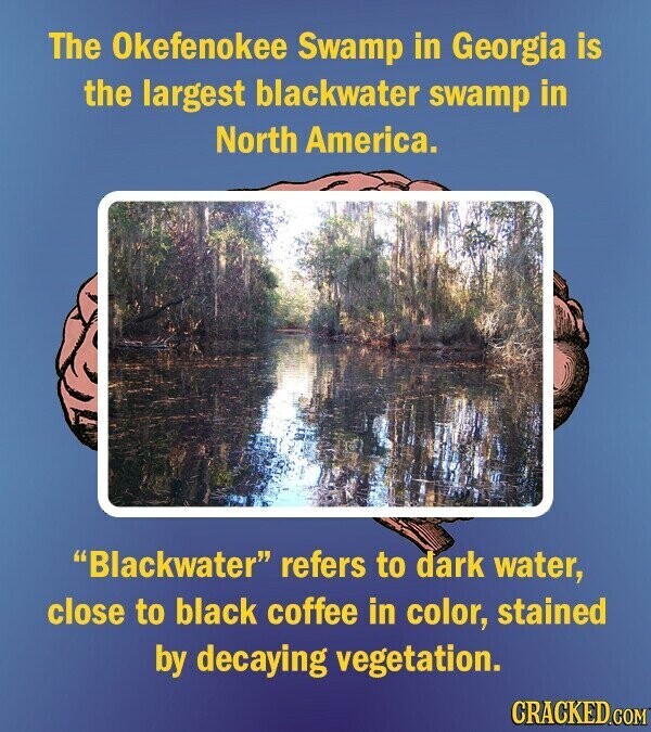 The Okefenokee Swamp in Georgia is the largest blackwater swamp in North America. Blackwater refers to dark water, close to black coffee in color, stained by decaying vegetation. CRACKED.COM