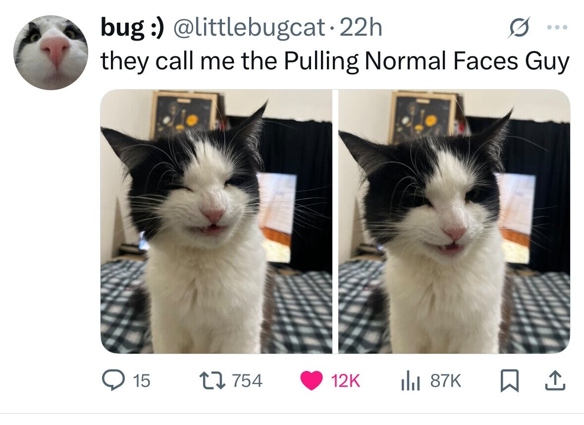 bug:) @littlebugcat.2 22h ... they call me the Pulling Normal Faces Guy 15 754 12K del 87K 