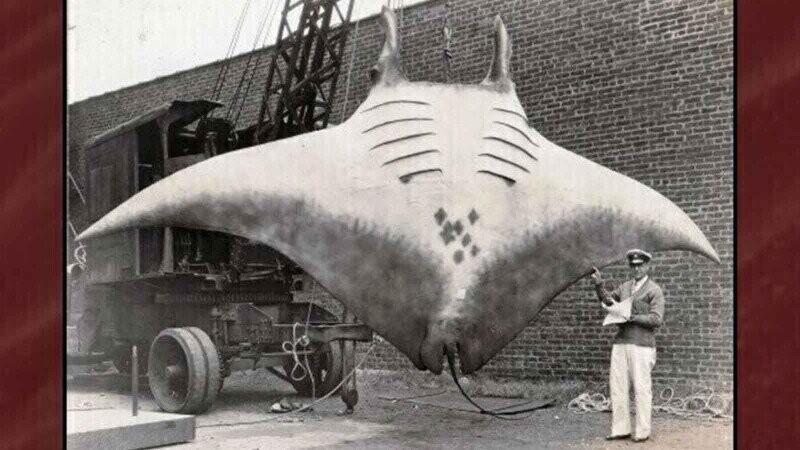 32 Size Comparisons That Are Most Assuredly Not the Thief of Joy