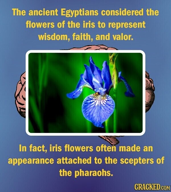 The ancient Egyptians considered the flowers of the iris to represent wisdom, faith, and valor. In fact, iris flowers often made an appearance attached to the scepters of the pharaohs. CRACKED.COM
