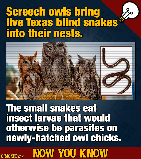 Screech owls bring live Texas blind snakes into their nests. The small snakes eat insect larvae that would otherwise be parasites on newly-hatched owl chicks. NOW YOU KNOW CRACKED.COM