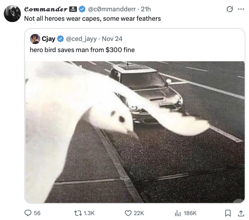 Commander @commandderr. 21h S ... Not all heroes wear capes, some wear feathers Cjay @ced_jayy Nov 24 hero bird saves man from $300 fine 56 1.3K 22K 186K 