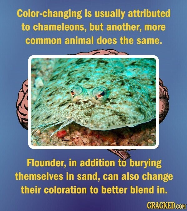 Color-changing is usually attributed to chameleons, but another, more common animal does the same. Flounder, in addition to burying themselves in sand, can also change their coloration to better blend in. CRACKED.COM