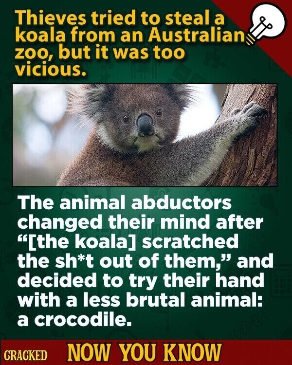 Thieves tried to steal a koala from an Australian zoo, but it was too vicious. The animal abductors changed their mind after scratched the sh*t out of them, and decided to try their hand with a less brutal animal: a crocodile. CRACKED NOW YOU KNOW