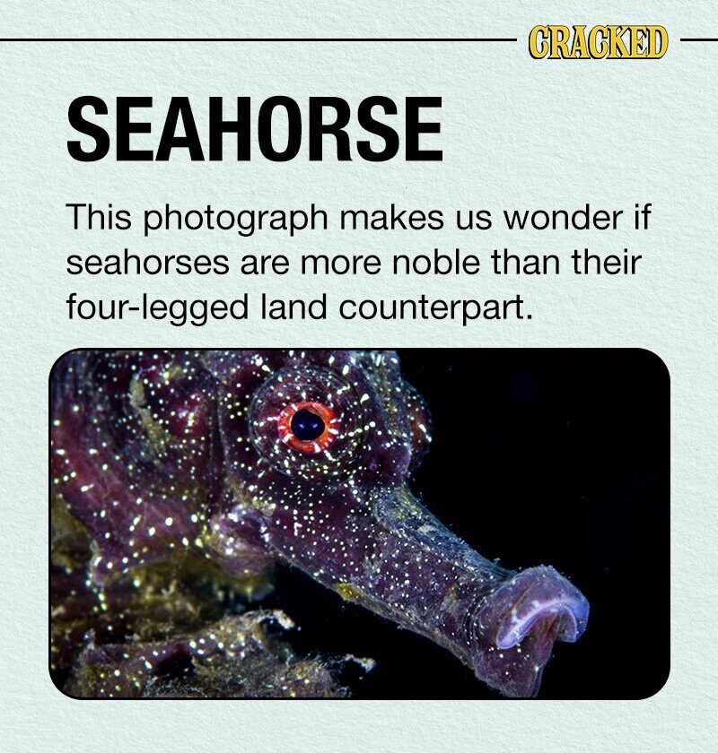 CRACKED SEAHORSE This photograph makes us wonder if seahorses are more noble than their four-legged land counterpart.