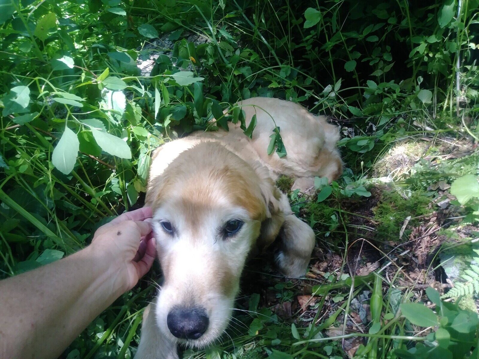 Lost Pets That Moved Heaven & Earth To Get Home