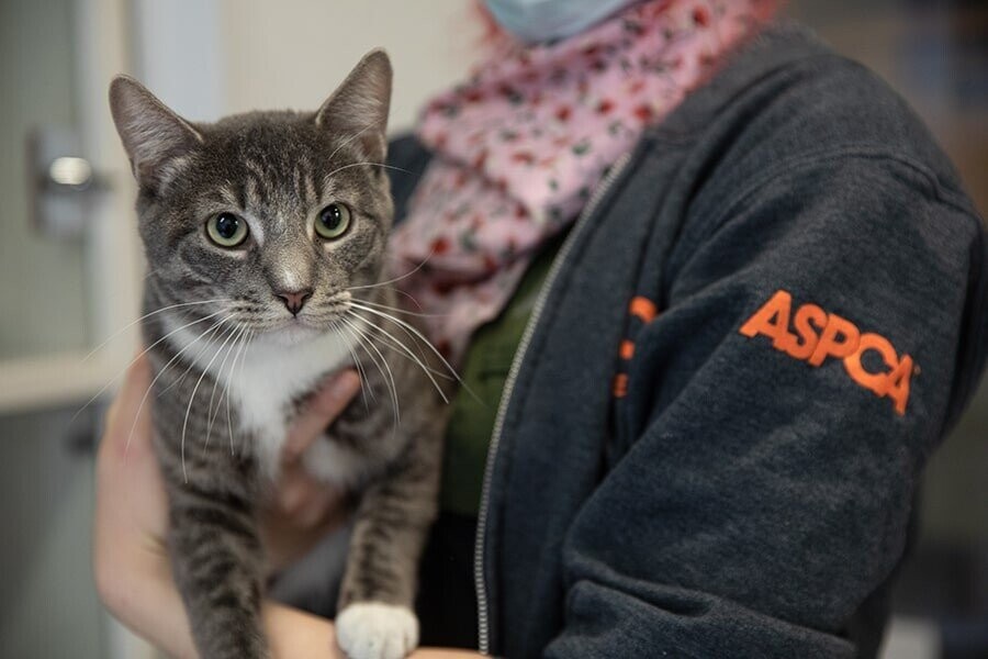 Lost Pets That Moved Heaven & Earth To Get Home