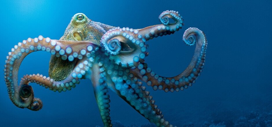 More Counterintuitive Facts To Cook Your Noodle