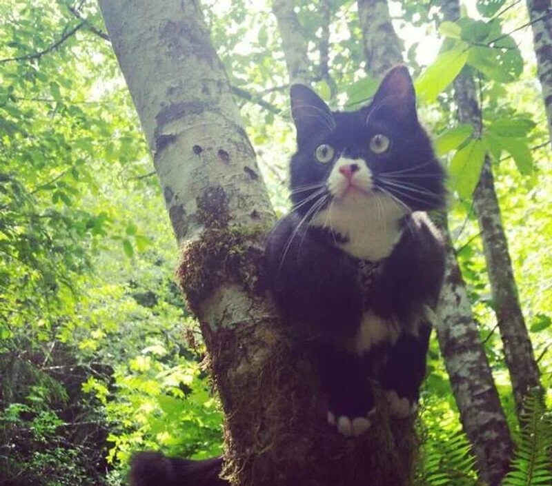 Lost Pets That Moved Heaven & Earth To Get Home