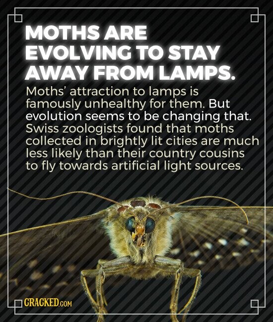 MOTHS ARE EVOLVING TO STAY AWAY FROM LAMPS. Moths' attraction to lamps is famously unhealthy for them. But evolution seems to be changing that. Swiss zoologists found that moths collected in brightly lit cities are much less likely than their country cousins to fly towards artificial light sources. CRACKED.COM