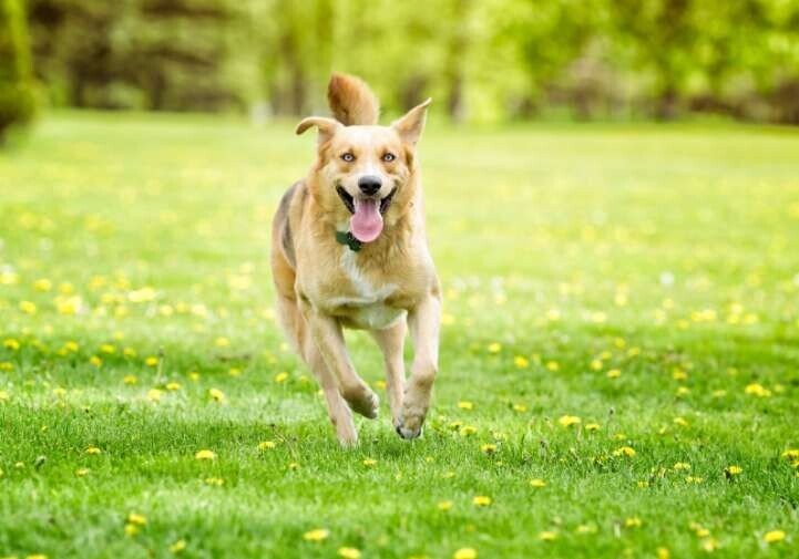 Lost Pets That Moved Heaven & Earth To Get Home