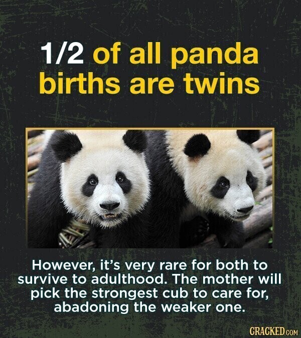 1/2 of all panda births are twins However, it's very rare for both to survive to adulthood. The mother will pick the strongest cub to care for, abadoning the weaker one. CRACKED.COM