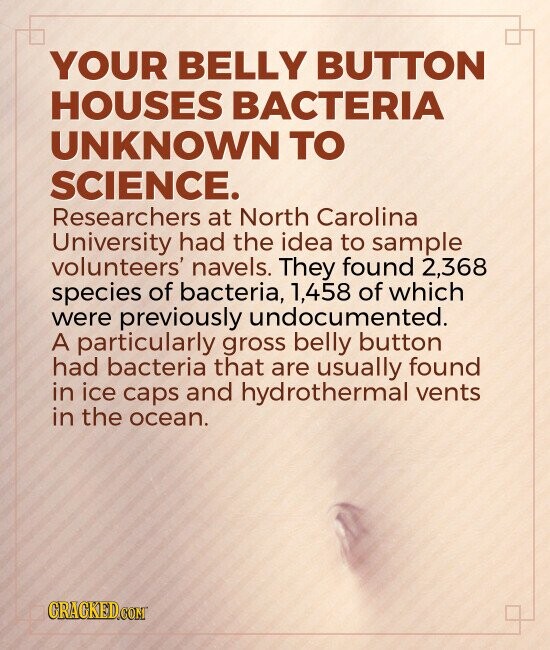 YOUR BELLY BUTTON HOUSES BACTERIA UNKNOWN TO SCIENCE. Researchers at North Carolina University had the idea to sample volunteers' navels. They found 2,368 species of bacteria, 1,458 of which were previously undocumented. A particularly gross belly button had bacteria that are usually found in ice caps and hydrothermal vents in the ocean. GRACKED.COM