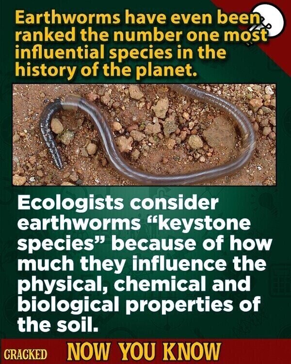 Earthworms have even been ranked the number one most influential species in the history of the planet. Ecologists consider earthworms keystone species because of how much they influence the physical, chemical and biological properties of the soil. CRACKED NOW YOU KNOW