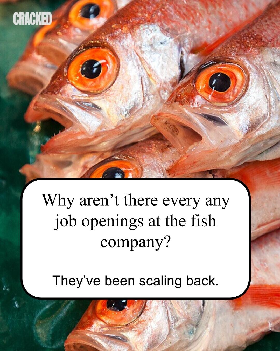 CRACKED Why aren't there every any job openings at the fish company? They've been scaling back. 
