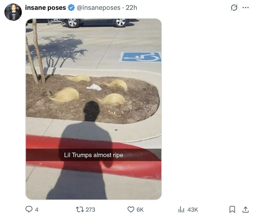 insane poses @insaneposes . 2 22h D... MONEY - Lil Trumps almost ripe 4 273 6K 43K 