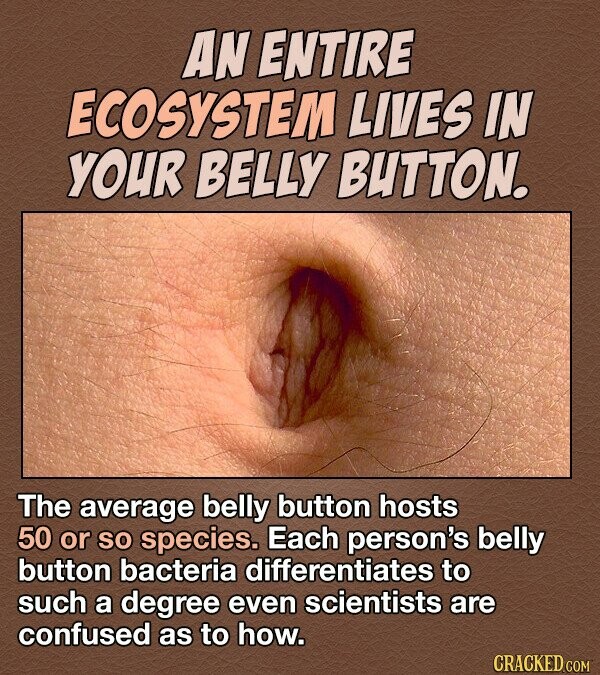 AN ENTIRE ECOSYSTEM LIVES IN YOUR BELLY BUTTON. The average belly button hosts 50 or so species. Each person's belly button bacteria differentiates to such a degree even scientists are confused as to how. CRACKED COM