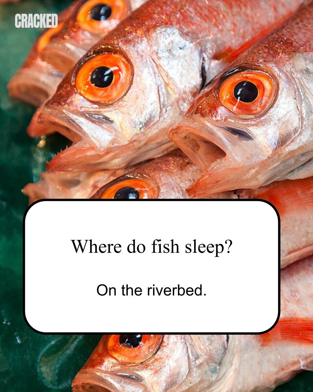 CRACKED Where do fish sleep? On the riverbed. 