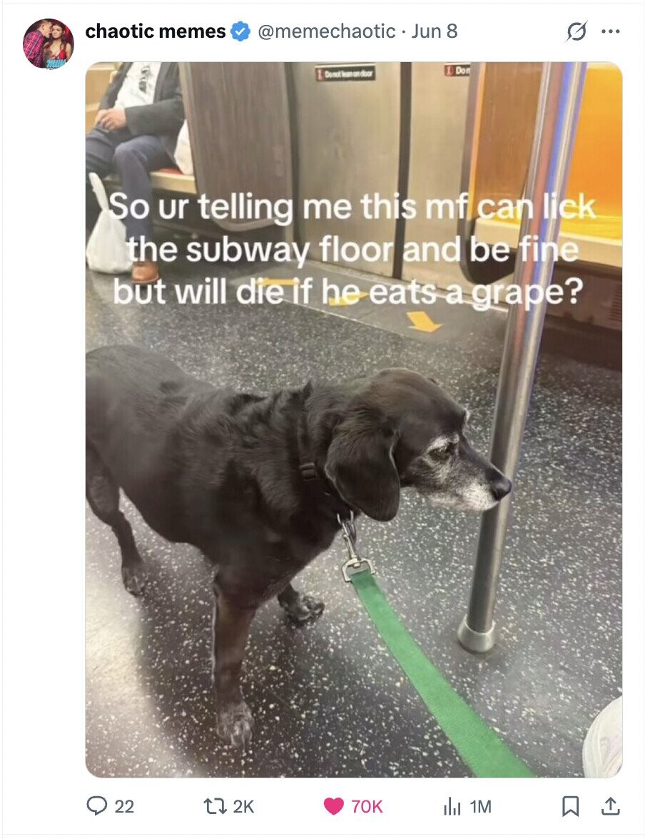 chaotic memes @memechaotic Jun 8 G ... E Don So ur telling me this mf can lick the subway floor and be fine but will die if he eats a grape? 22 2K 70K del 1M