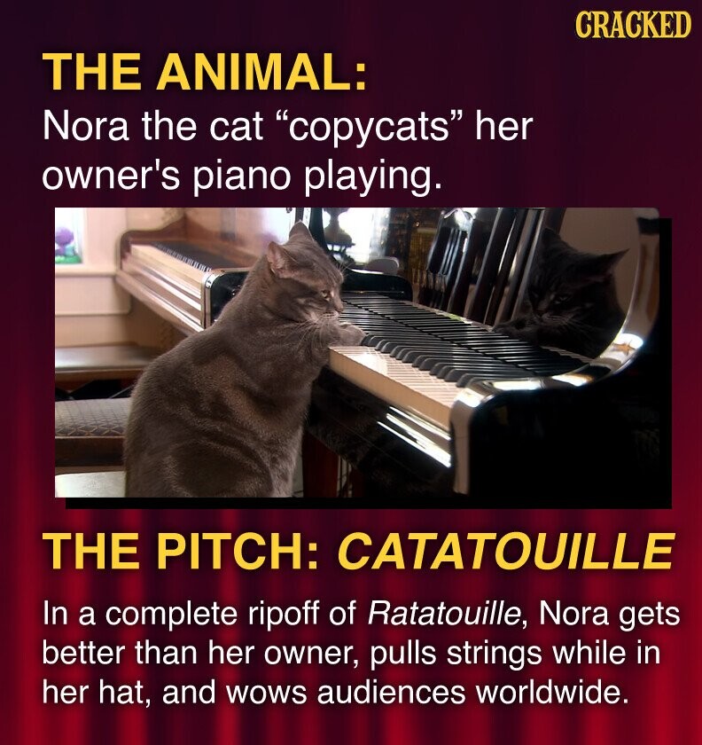 CRACKED THE ANIMAL: Nora the cat copycats her owner's piano playing. THE PITCH: CATATOUILLE In a complete ripoff of Ratatouille, Nora gets better than her owner, pulls strings while in her hat, and WOWS audiences worldwide.